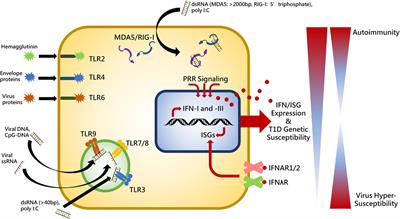 Innate Viral Receptor Signaling Determines Type 1 Diabetes Onset